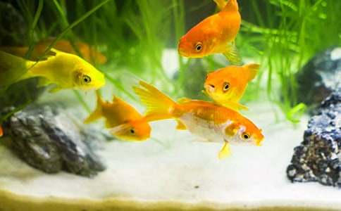 憤怒的小金魚作文350字