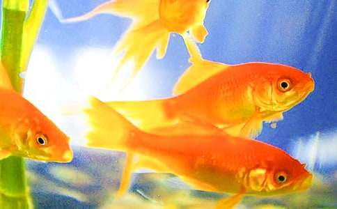 我的好朋友——小金魚