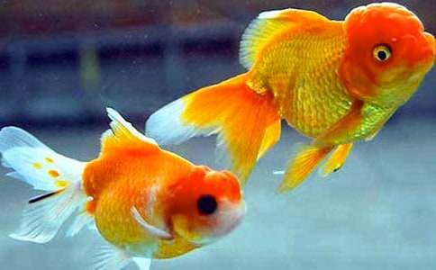 我的金魚小學(xué)作文