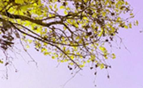 西湖的景色作文300字4篇