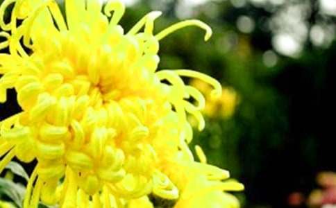 菊花的特點是什么