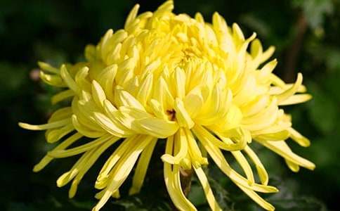 【精華】描寫菊花作文合集八篇