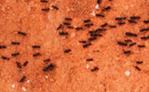 小螞蟻小學(xué)作文(匯編15篇)