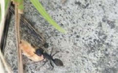 精選捉螞蟻作文4篇