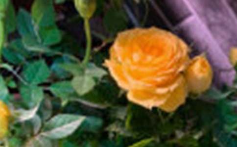 【推薦】描寫玫瑰作文6篇