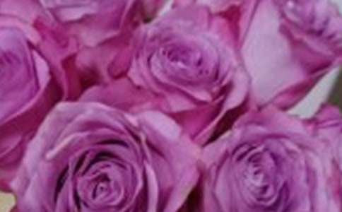 玫瑰作文400字7篇