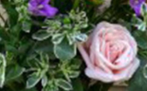 【實(shí)用】玫瑰作文300字