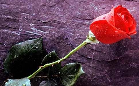 玫瑰的作文400字【匯總10篇】