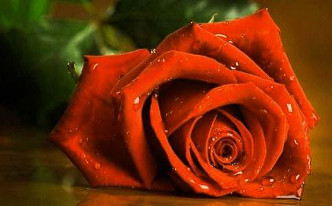 關(guān)于玫瑰作文合集十篇