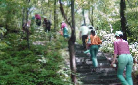 初中優(yōu)秀寫物作文:爬山虎的自述