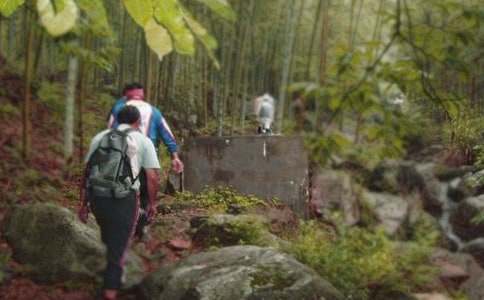 爬山虎的秘密作文500字