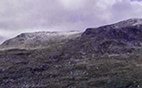 四年級爬山虎作文