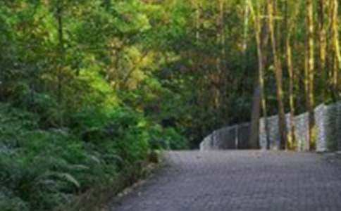 爬山虎的葉子作文(3篇)