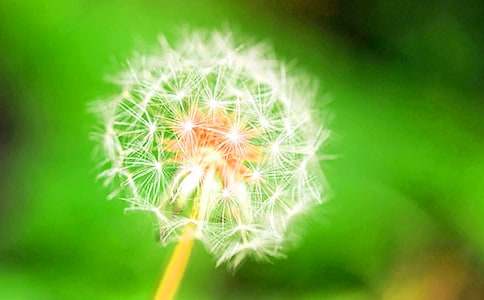 蒲公英的旅途作文400字