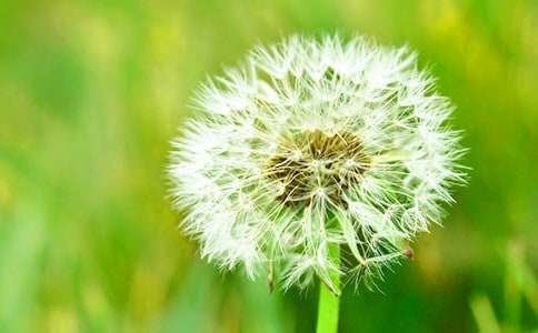 【實(shí)用】描寫春天蒲公英的作文500字3篇