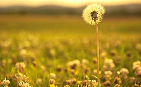 蒲公英的種子作文(集合15篇)
