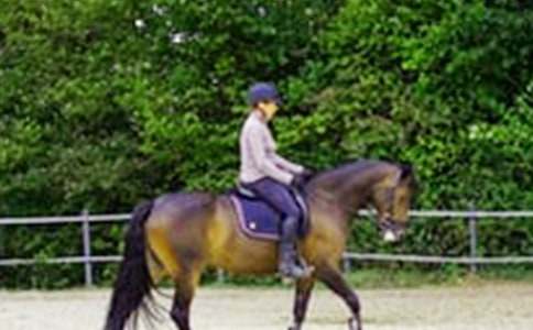 【必備】騎馬作文300字九篇