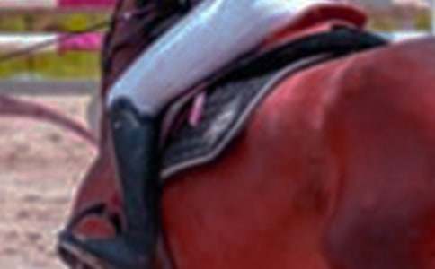 騎馬的感悟作文(通用21篇)