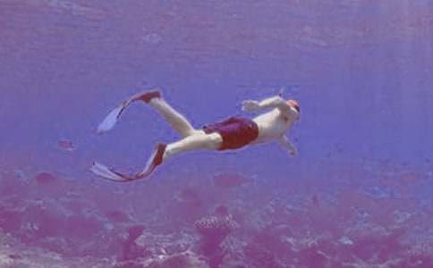 海豚和潛水艇童話作文