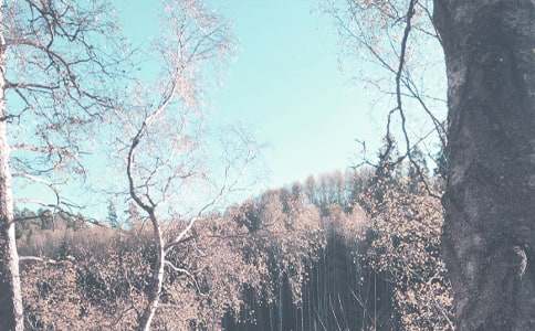 我愛秋季-五年級-寫景