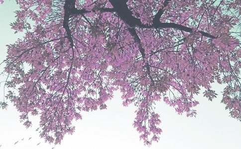 寫描寫秋季的作文九篇