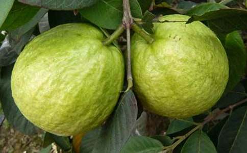 石榴花作文300字(通用24篇)