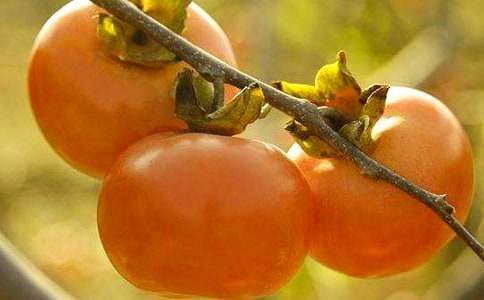 柿子樹的感動(dòng)作文