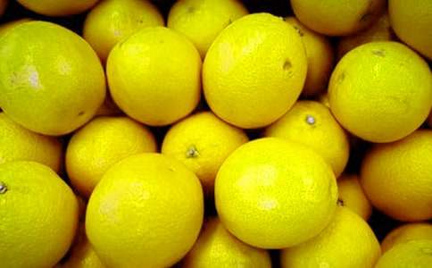 金毛犬水果小姐作文