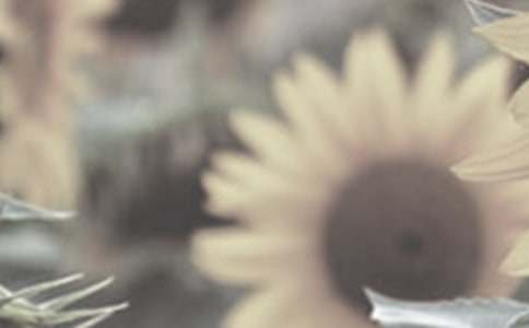 太陽(yáng)花花作文150字