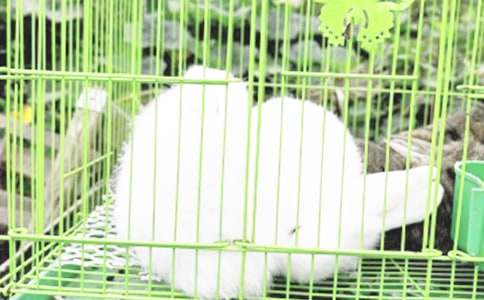 寫小兔子的400字經(jīng)典作文