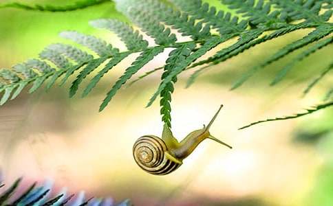 健步如飛的蝸牛三年級(jí)700字