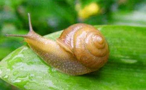 觀察蝸牛優(yōu)秀作文500字