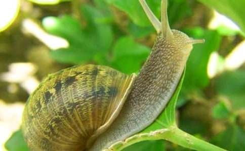 蝸牛的精神作文5篇