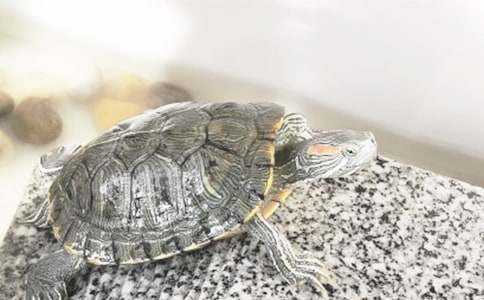 有關(guān)烏龜作文400字4篇