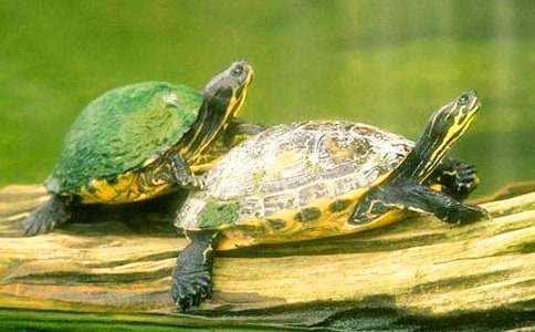 小烏龜?shù)墓适伦魑?00字