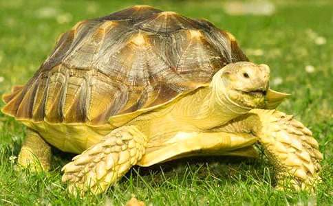 可愛(ài)的小烏龜-狀物作文650字