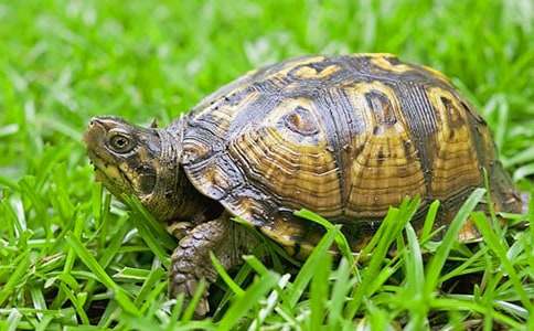 描寫可愛的烏龜作文五篇