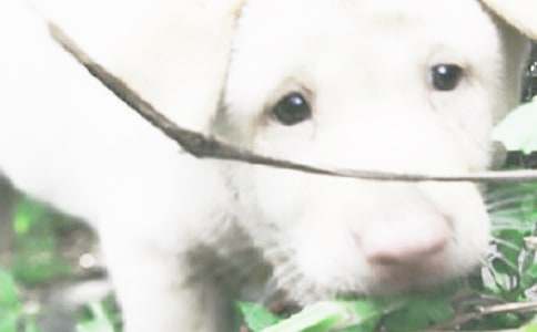 可愛的小狗看圖寫話(精選31篇)