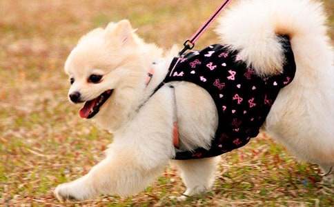 【精華】小狗四年級的作文八篇