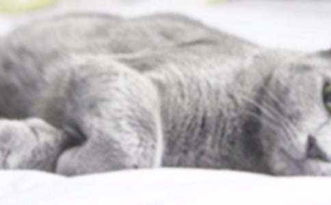 有關(guān)可愛(ài)的小貓二年級(jí)作文3篇