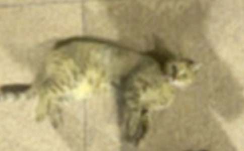 可愛的小貓我愛小貓作文300字_小學(xué)作文