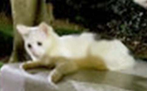 寫我的動(dòng)物朋友小貓400字左右