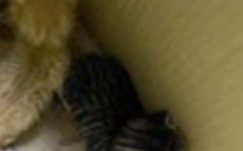 描寫小貓作文300字集合九篇