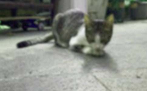 寫可愛的小貓作文200字