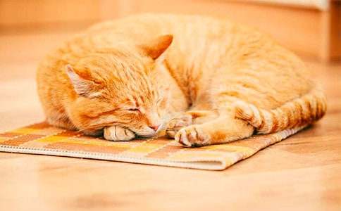 小貓作文300字十篇