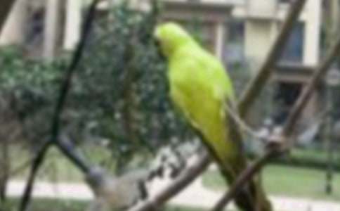 我和小鳥的對話作文(精選26篇)