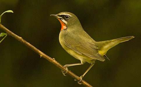 大樹與小鳥作文(10篇)