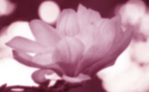 寫玉蘭花的作文3篇