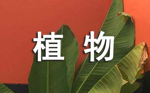 秋天的植物小學(xué)作文