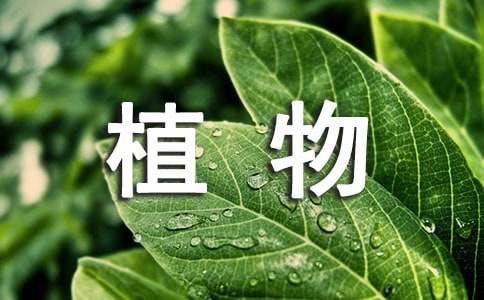 關(guān)于觀察植物生長的日記3篇